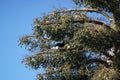 Oriental pied hornbill alight on a tree branch